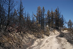 Facing N from Fire Road